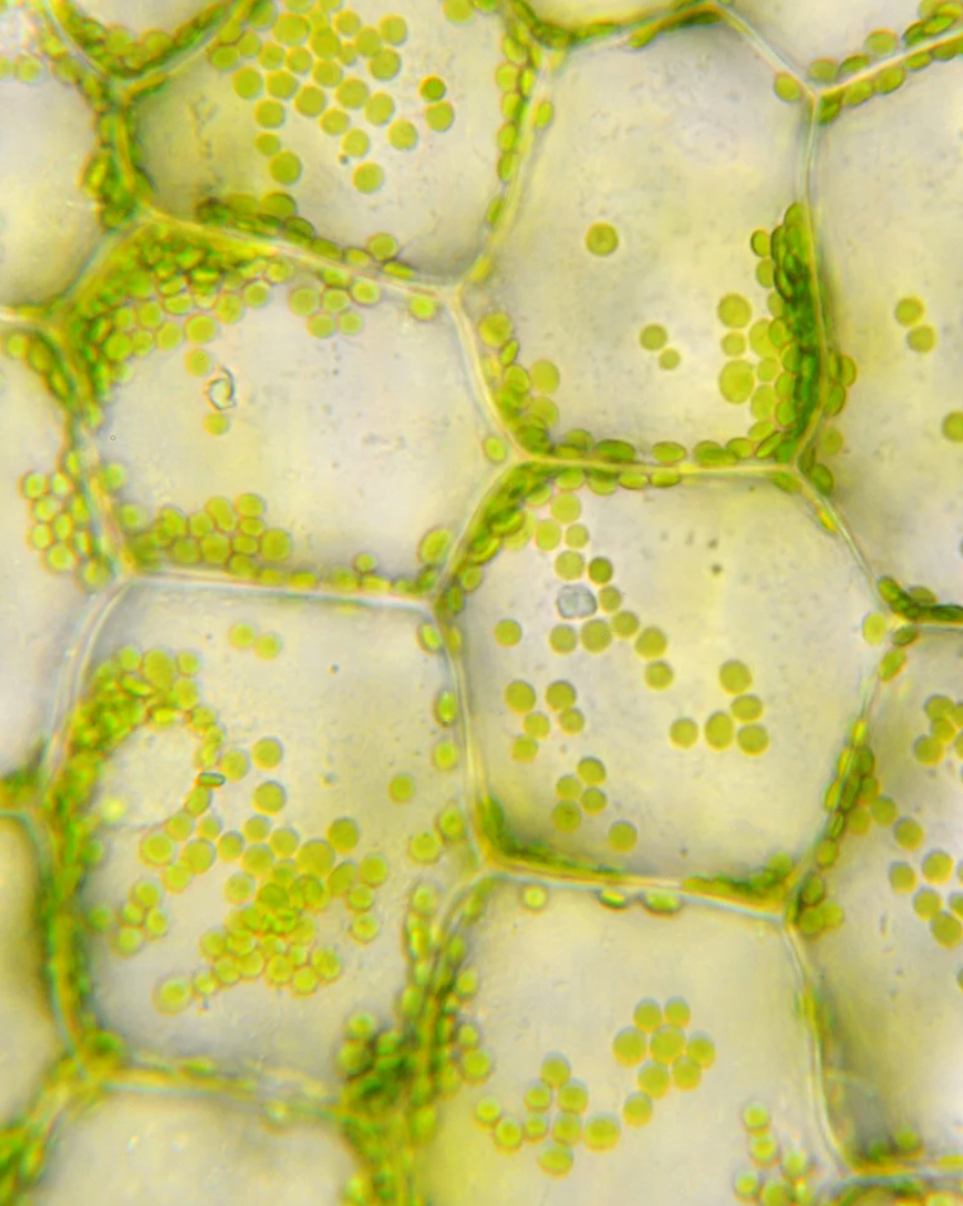 Why You’re Always Hungry: The 7 Hidden Reasons No One Talks About