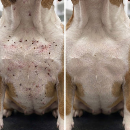 FurShield™ Flea & Tick Protection